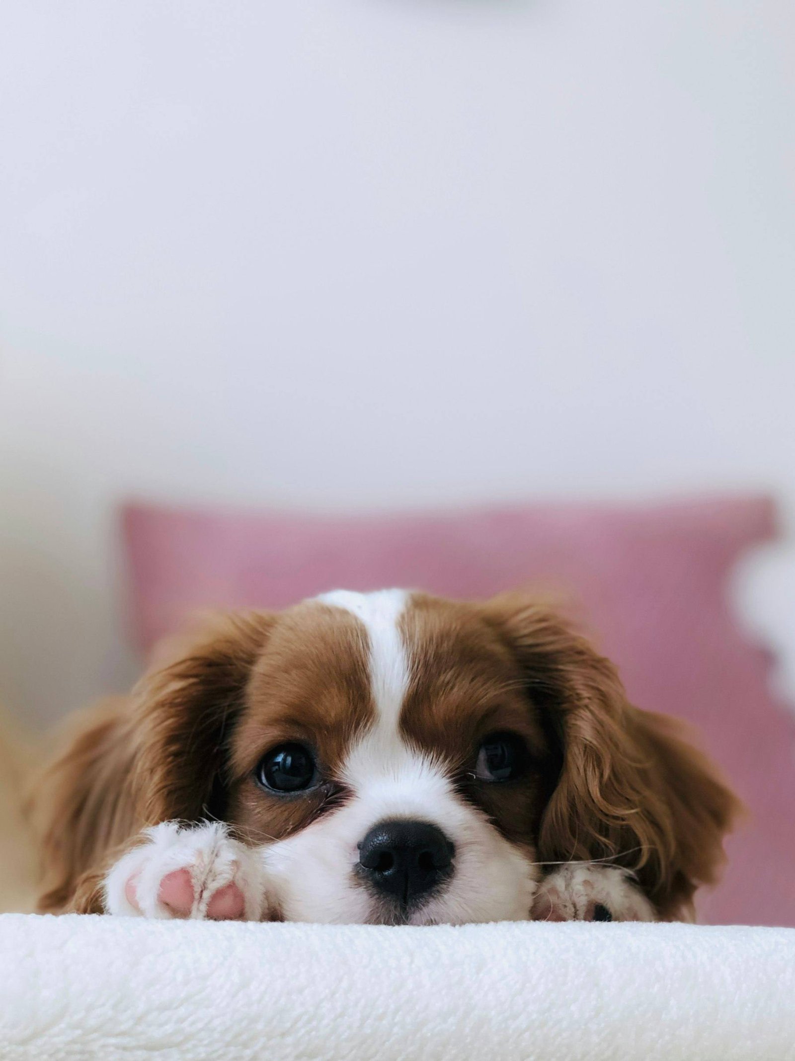 Szczeniak cavalier king charles spaniel z łapkami na kocyku